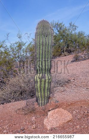 A small saguaro cactus at Papago Park in Phoenix
