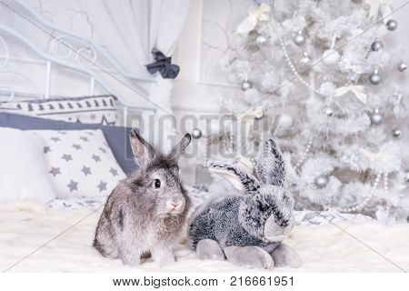 Live rabbit and toy sitting on the bed on the background of a Christmas tree