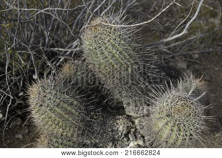 close up of Compass Barrel cactus in the desert