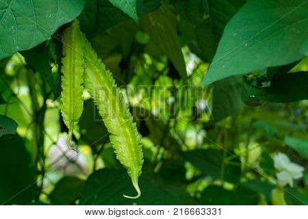 Winged Bean Plant.Winged Bean Plant.Winged Bean Plant.