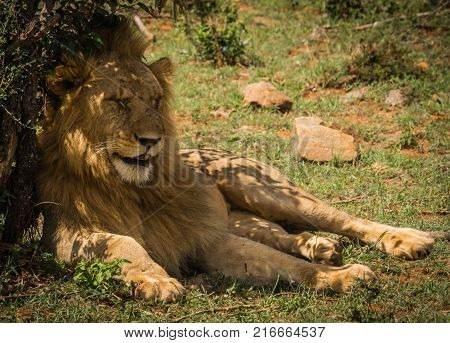 Image of lion king in Masai Mara nature reserve in Kenya