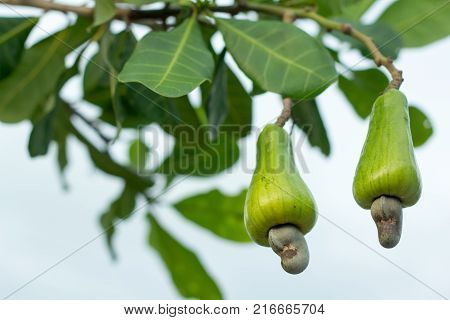 Cashew fruit on the tree.Cashew fruit on the tree.