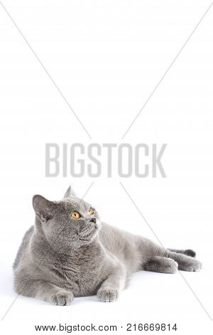 The cat of the British breed lies on isolation. A gray short-haired cat with amber eyes looks forward. The pet is resting.