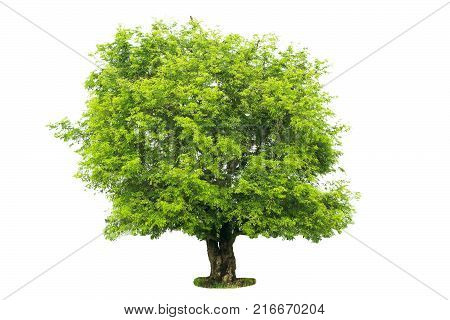 The tamarind in the rainy season has green leavesIsolated tamarind tree on white background.