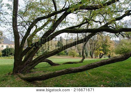 An interestingly grown tree in Radun castle park, Czech Republic