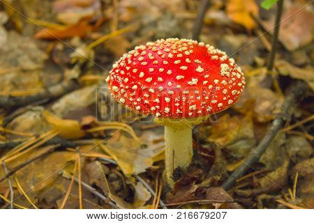 Toadstools in the grass at spruce soil