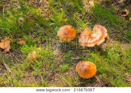 Toadstools in the grass at spruce soil