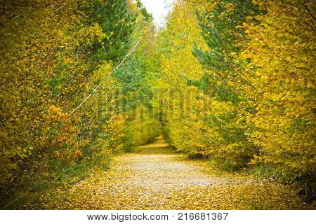 View of the rural path and pole at forest in the autumn day