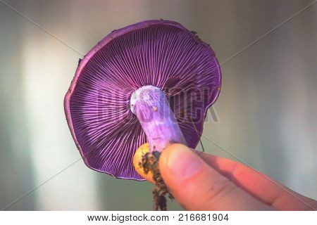Macro of Purple Mushroom Gills and Orange Leaf: Cortinarius violaceus in hands