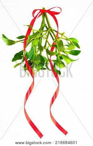Green Mistletoe Close Up. Nature Background. Christmas Concept