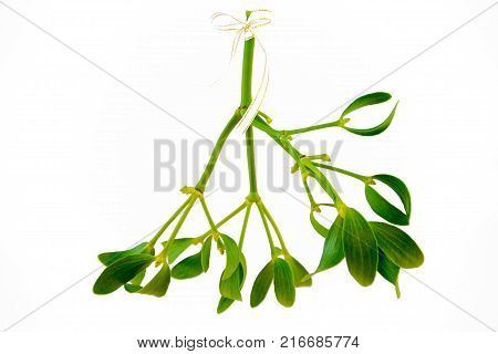 Green Mistletoe Close Up. Nature Background. Christmas Concept