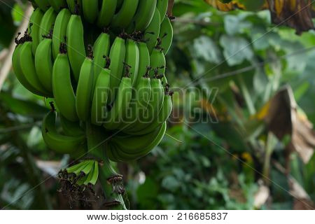 Green Bananas Hanging on Banana TreeGreen Bananas Hanging on Banana Tree