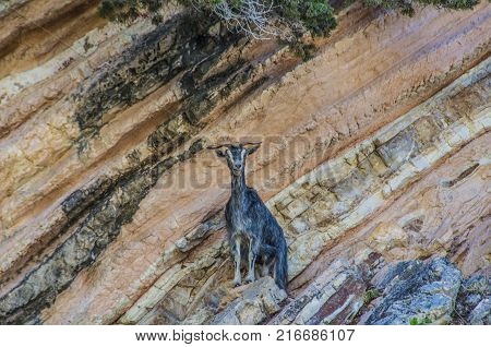 goat perched on the rocky promontories of the mountains surrounding the famous beach of myrtos on the island of kefalonia greece