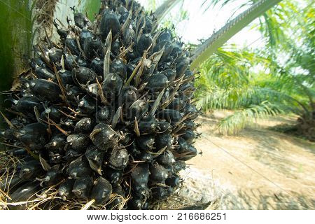 Palm fruit on palm tree.Palm fruit on palm tree.
