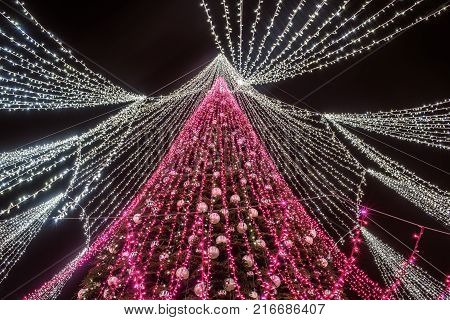 Vilnius, Lithuania: Christmas tree in Cathedral Square at night