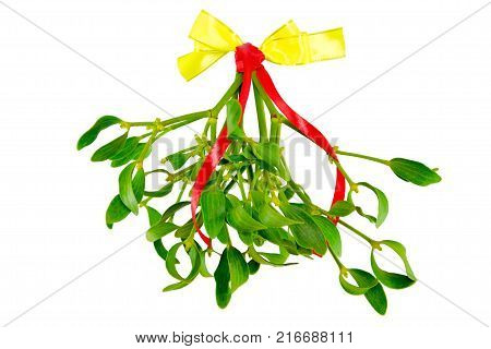 Green Mistletoe Close Up. Nature Background. Christmas Concept