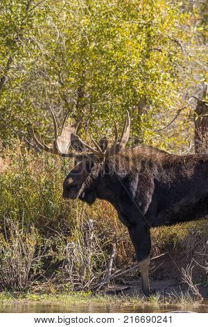 a bull shiras moose in Wyoming during the fall rut