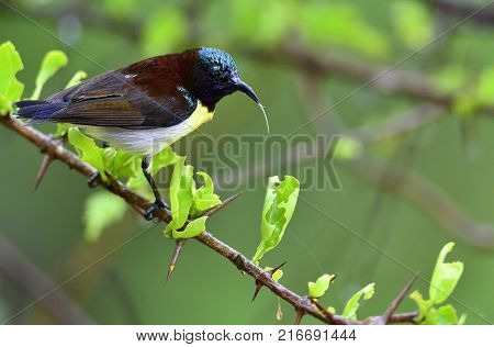 The Purple-rumped Sunbird (leptocoma Zeylonica) Is A Sunbird Endemic To The Indian Subcontinent. Mal