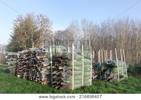 Nordmann firs in Denmark for the Christmas market