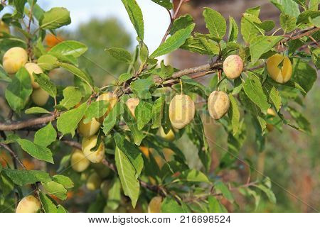 Plum yellow with green leaves growing in the garden. Plum. Plum on branch. Plum ripe