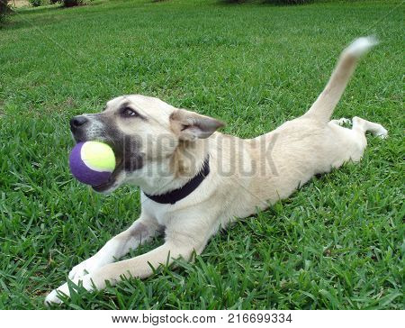 Dog playing with ball in a yard