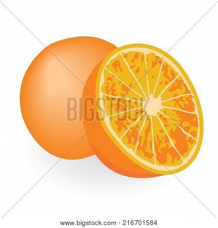 Oranges isolated on a white background vector illustration