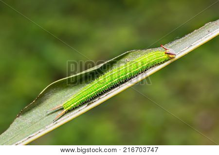 Common Palmfly (elymnias Hypermnestra) Caterpillars