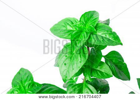 Fresh green Basil herb leaves isolated on white background. Basilicum plant concept. Copy space.