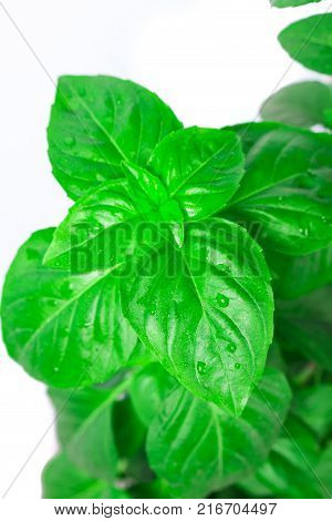 Fresh green Basil herb leaves isolated on white background. Basilicum plant concept. Copy space.