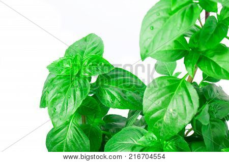 Fresh green Basil herb leaves isolated on white background. Basilicum plant concept. Copy space.