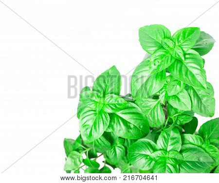 Fresh green Basil herb leaves isolated on white background. Basilicum plant concept. Copy space.