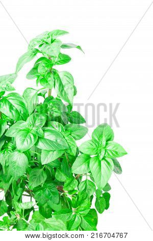 Fresh green Basil herb leaves isolated on white background. Basilicum plant concept. Copy space.