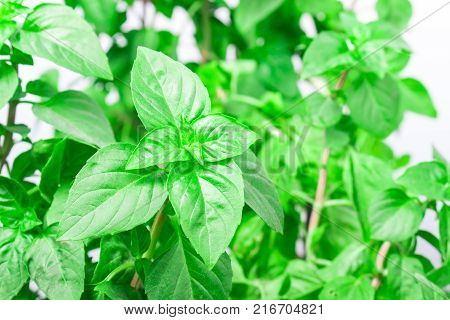 Fresh green Basil herb leaves isolated on white background. Basilicum plant concept. Copy space.