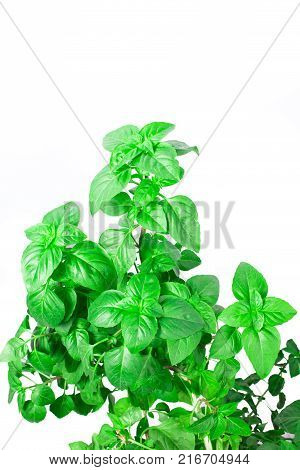 Fresh green Basil herb leaves isolated on white background. Basilicum plant concept. Copy space.