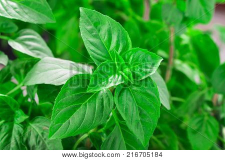 Fresh green Basil herb leaves isolated on white background. Basilicum plant concept. Copy space.