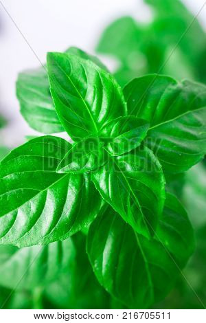 Fresh green Basil herb leaves isolated on white background. Basilicum plant concept. Copy space.