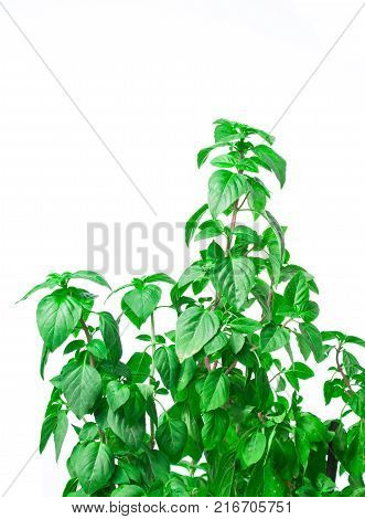 Fresh green Basil herb leaves isolated on white background. Basilicum plant concept. Copy space.