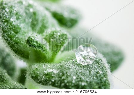 Fresh green Basil herb leaves isolated on white background. Basilicum plant concept. Copy space.