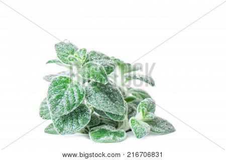 Fresh green Basil herb leaves isolated on white background. Basilicum plant concept. Copy space.