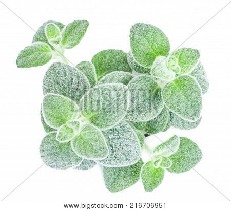 Fresh green Basil herb leaves isolated on white background. Basilicum plant concept. Copy space.