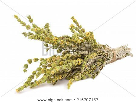 Fresh green Basil herb leaves isolated on white background. Basilicum plant concept. Copy space.