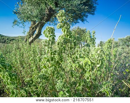 Fresh green Basil herb leaves isolated on white background. Basilicum plant concept. Copy space.