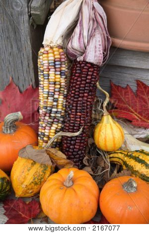 Kurpitsaa ja Gourds