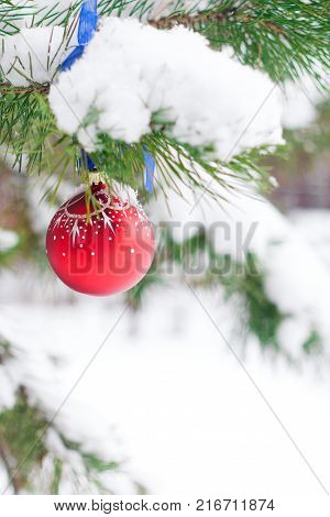 Red Christmas Ball Hanging on a Tree Branch in the Snow Winter Forest