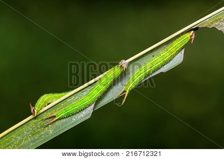 Common Palmfly (elymnias Hypermnestra) Caterpillars