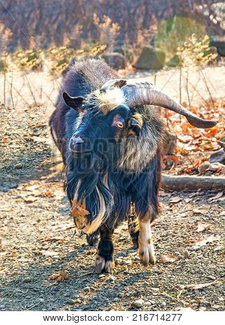 hairy goat looks into the camera. a lot of wool. Primorskiy Kray