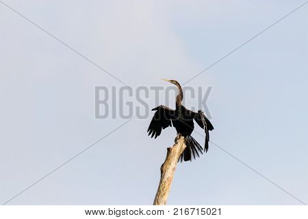 Indian Cormorant From Kerala Backwater In India