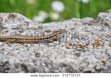 A common wall lizard, European wall lizard comes out on the curb through the grass