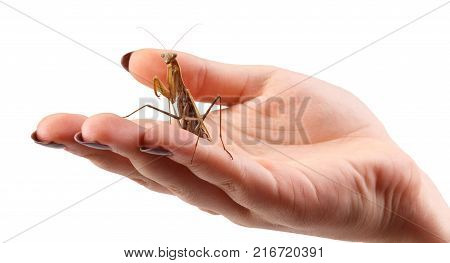 Close-up mantis ordinary or religious praying, sitting on the man's hand, isolated on white background, the concept of insects.