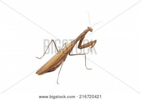 Close-up of an ordinary mantis or religious mantis, isolated on white background, the concept of insects.